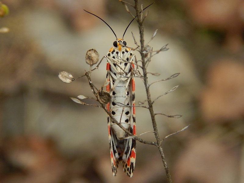 Utetheisa pulchella